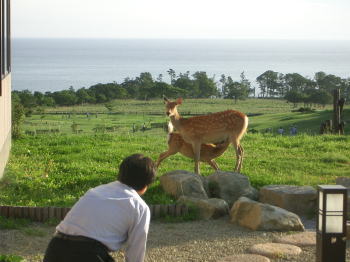 えりもの野生のシカ